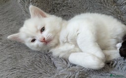 Ragdoll cats for sale: Ragdoll kittens - Advert 14