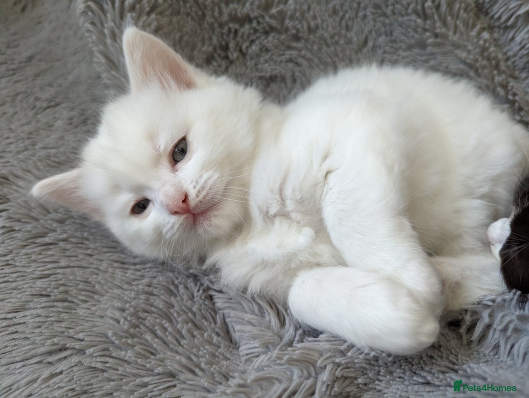 Ragdoll cats for sale: Ragdoll kittens - Advert 14