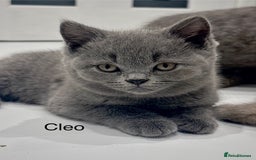 British Shorthair cats for sale: PEDIGREE BLUE BSH KITTEN AVAILABLE NOW!  - Image 5