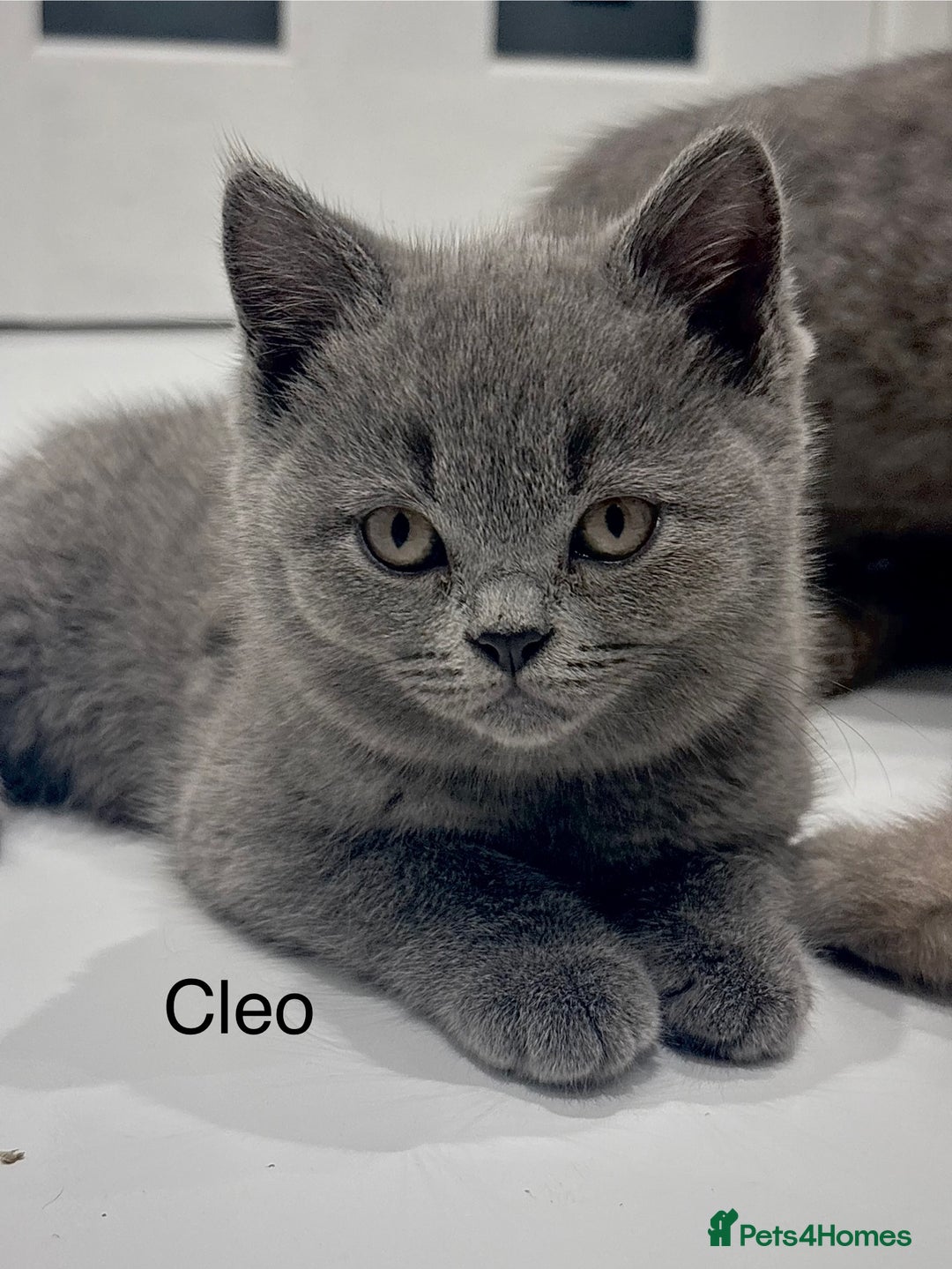 British Shorthair cats for sale: PEDIGREE BLUE BSH KITTEN AVAILABLE NOW!  - Image 5