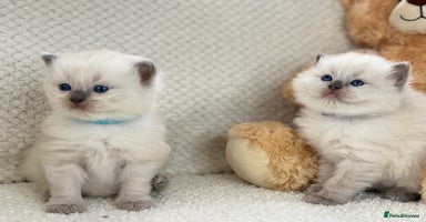 Ragdoll cats - Advert 14