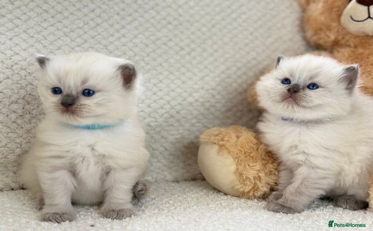 Ragdoll cats - Advert 3
