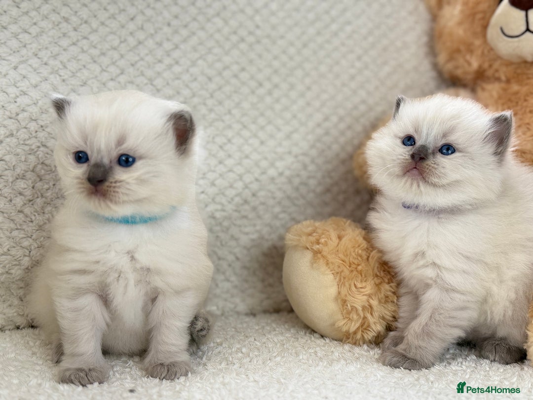 Ragdoll cats for sale: Stunning Bluepoint Ragdoll Kittens for sale - Image 26