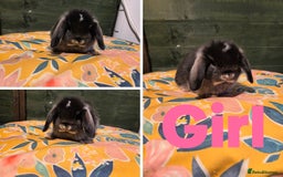 Mini Lop rabbits for sale: 3 Beautiful minilops available 2 males 1 female - Image 4