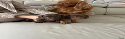 Mixed Breed dogs for sale: Miniature daschaund x cocker spaniel - Advert 4