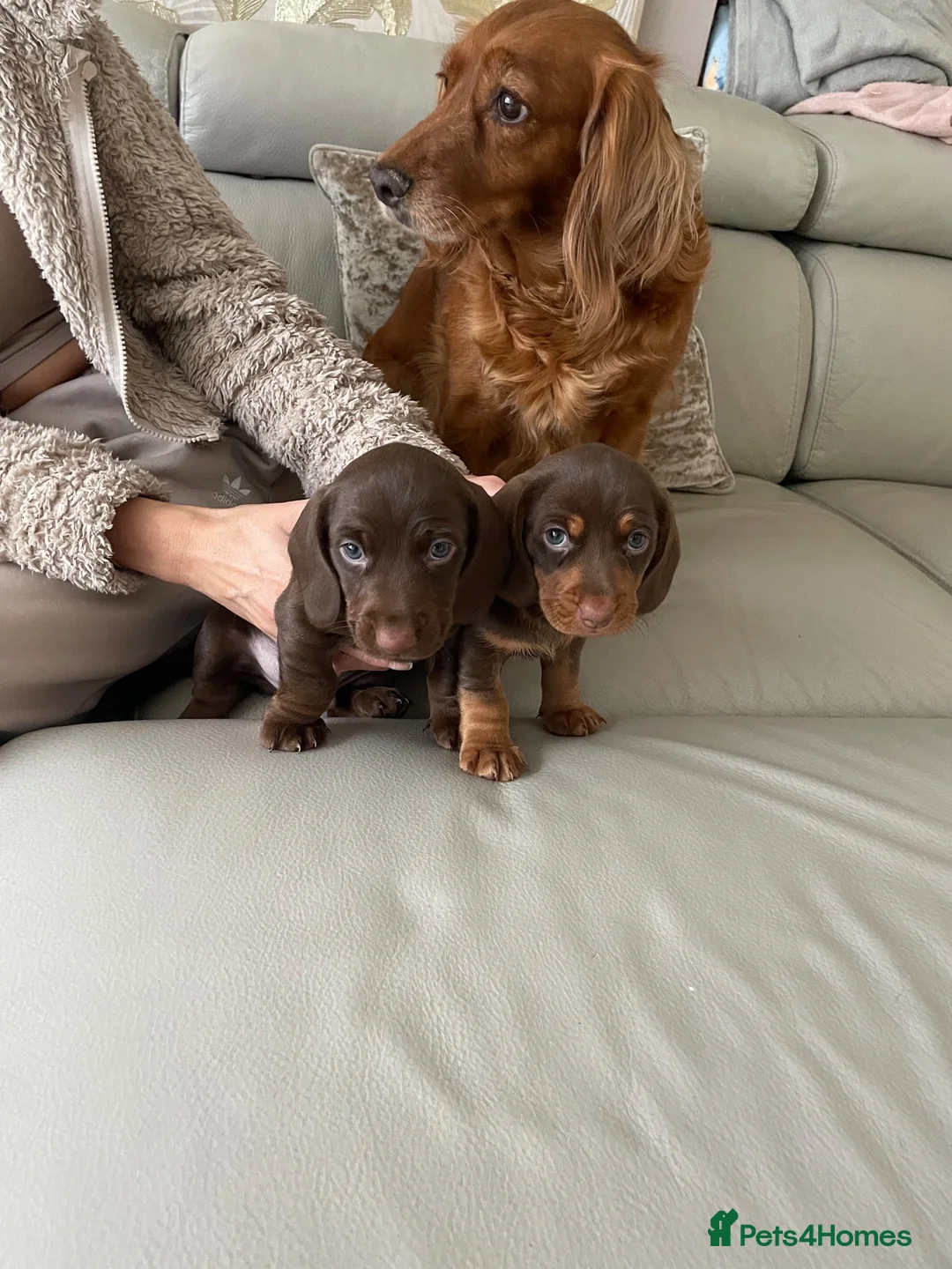 Mixed Breed dogs for sale: Miniature daschaund x cocker spaniel - Advert 4