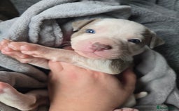 Staffordshire Bull Terrier dogs for sale: Staffordshire Bull Terrier  - Advert 15