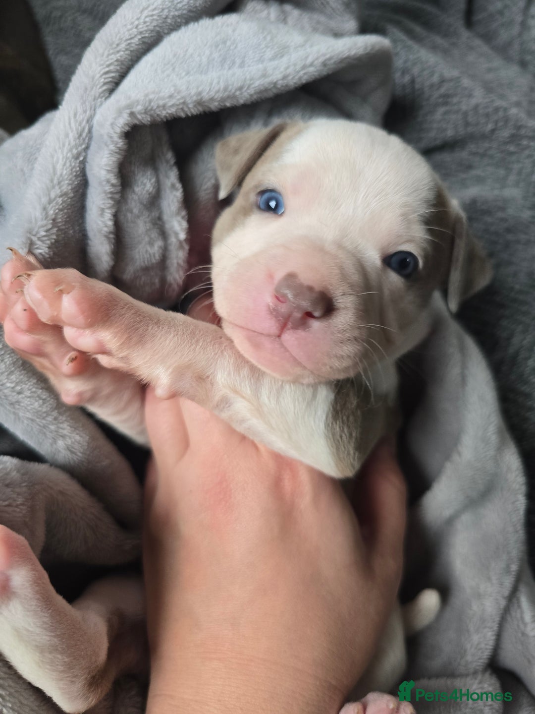 Staffordshire Bull Terrier dogs for sale: Staffordshire Bull Terrier  - Advert 15