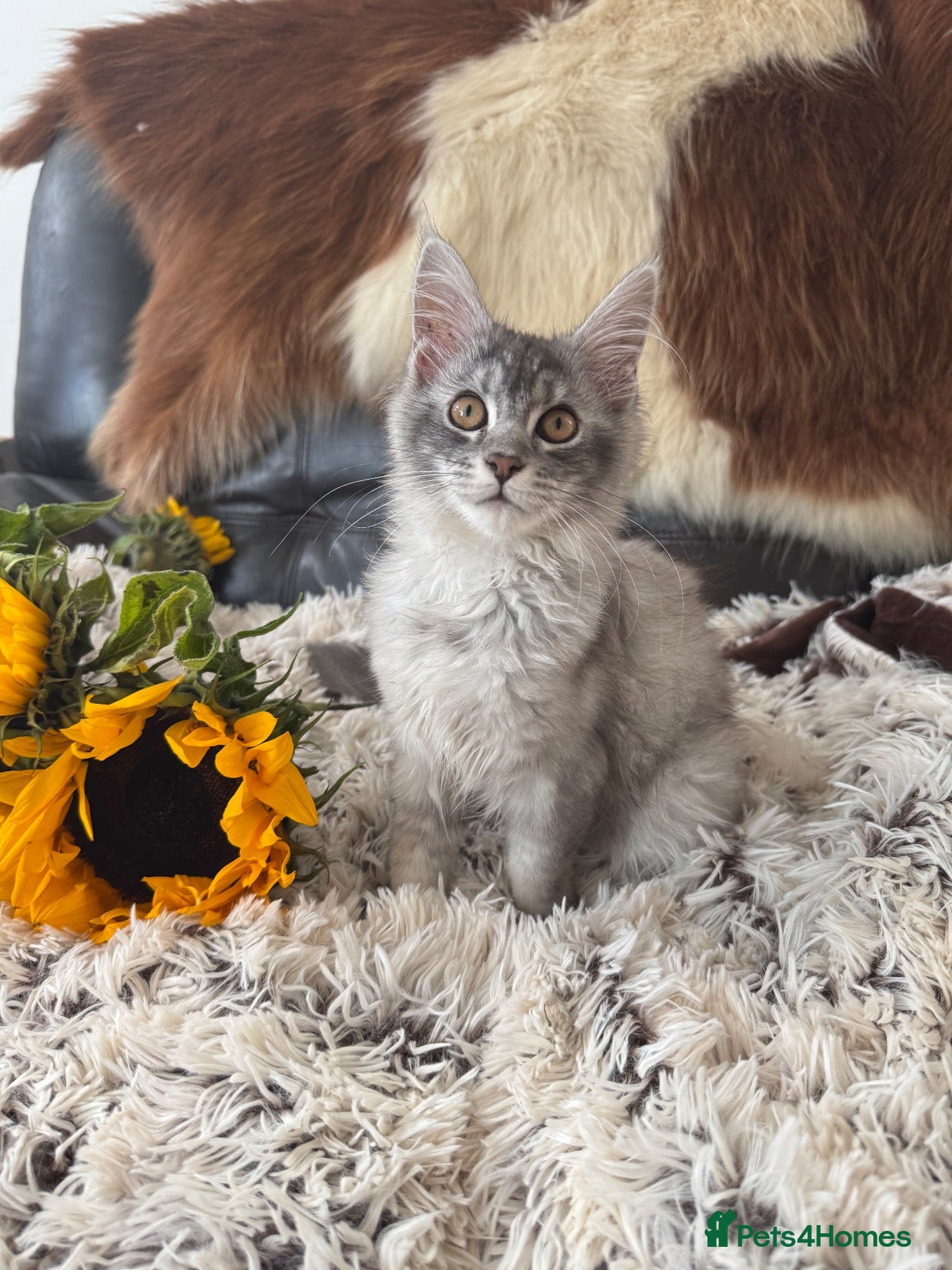 Maine Coon cats for sale: Champion Maine coon girl 💖 - Advert 1