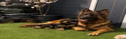German Shepherd dogs for sale: Champion blood line GSD German shepherd  - Advert 2