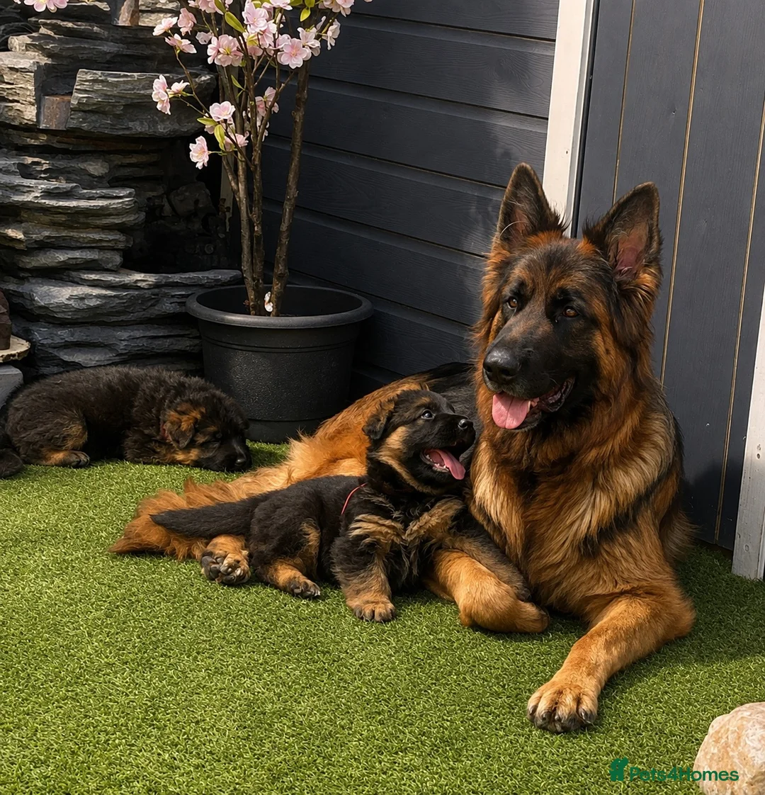 German Shepherd dogs for sale: Champion blood line GSD German shepherd  - Advert 2