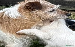 Jack Russell dogs for sale: Two Tri docked pure breed broken coated girl - Image 9