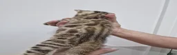 Bengal cats for sale: Bengal cat kitten in Birmingham - Advert 36