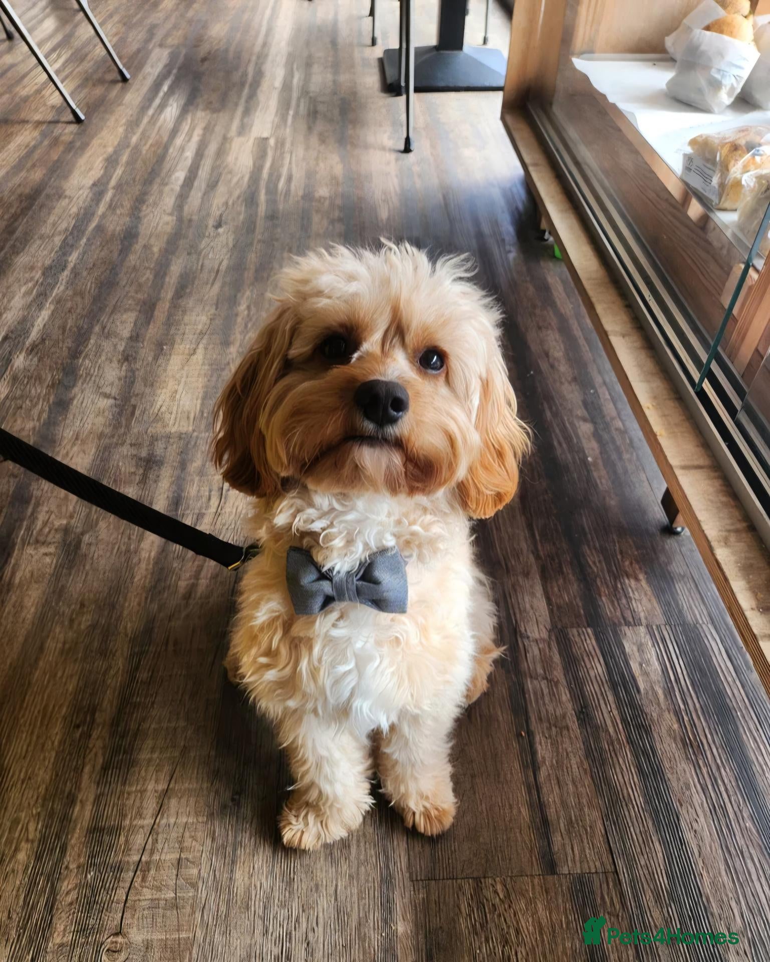Cavapoo dogs Stunning & Gentle 'Toy' F1 Cavapoo for Stud - Advert 1