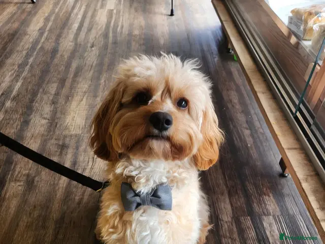 Cavapoo dogs for stud: Stunning & Gentle 'Toy' F1 Cavapoo for Stud - Advert 1