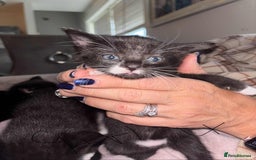 British Shorthair cats for sale: Litter of five kittens looking for forever home - Advert 8