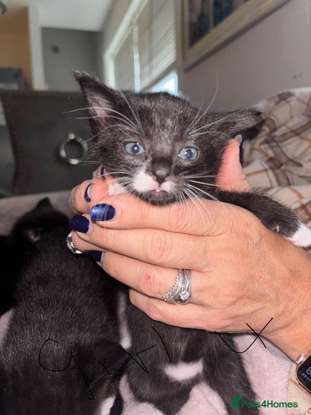 British Shorthair cats for sale: Litter of five kittens looking for forever home - Advert 8