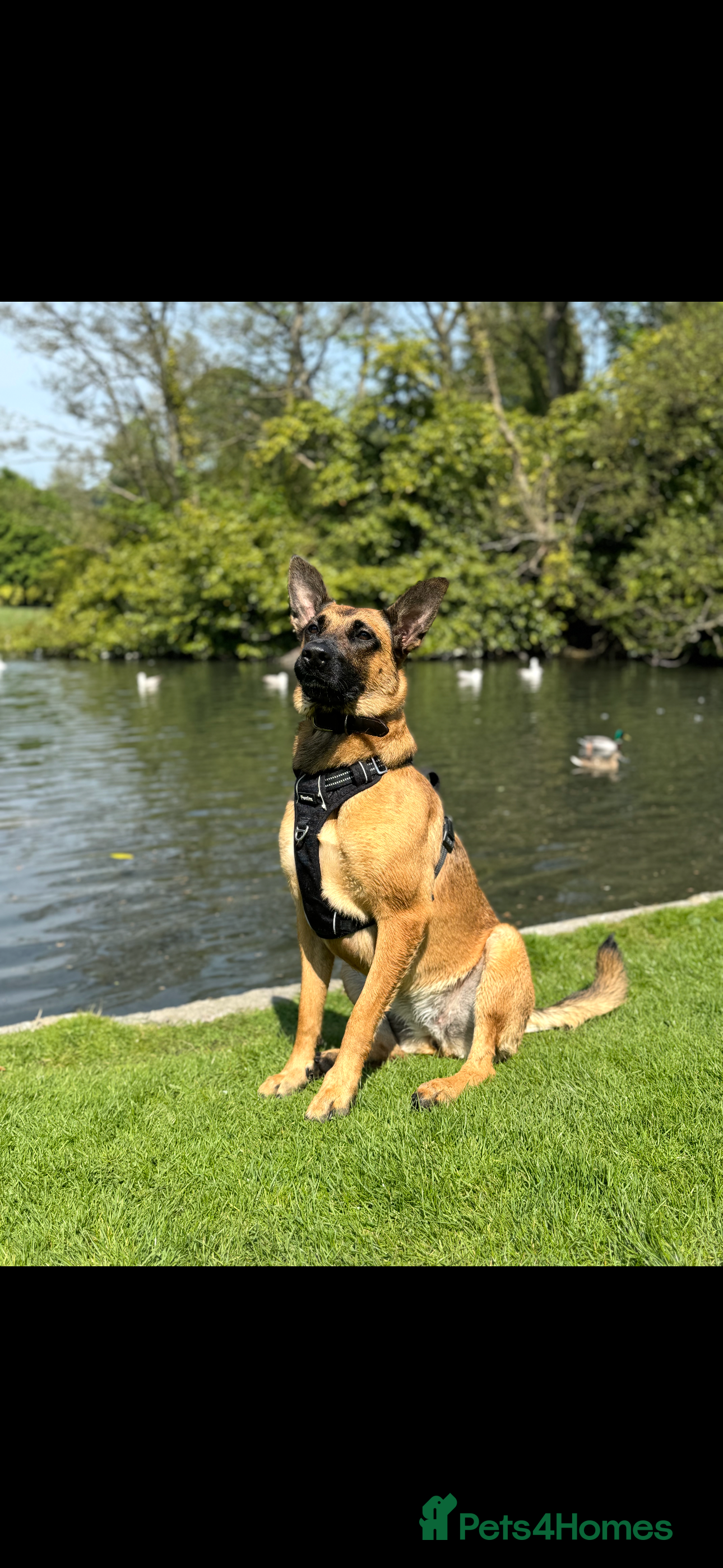 Mixed Breed dogs Miss Jamie and full Starter Kit - Advert 16