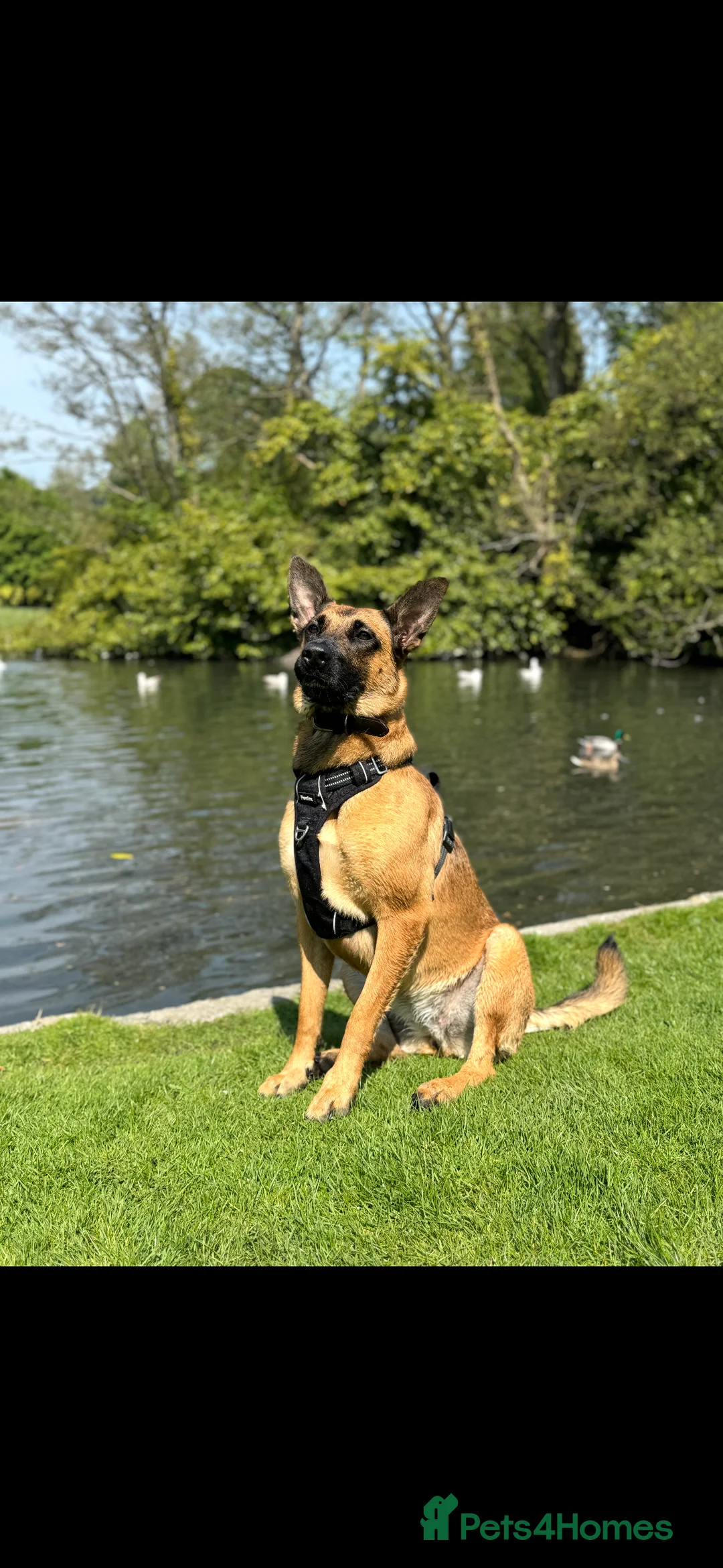 Mixed Breed dogs for sale: Miss Jamie and full Starter Kit - Advert 1