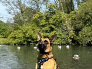 Mixed Breed dogs Miss Jamie and full Starter Kit - Advert 16