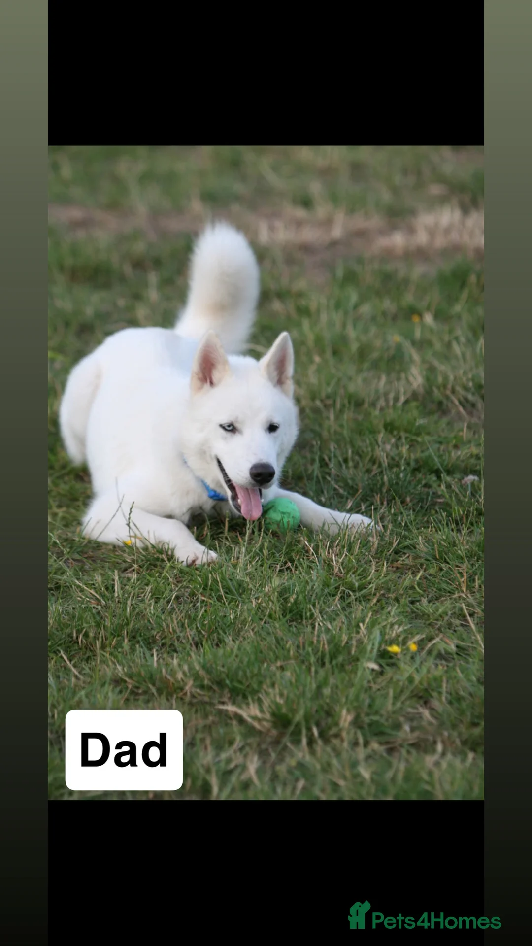 Siberian Husky dogs for sale: 5 beautiful Siberian Husky’s  - Advert 8