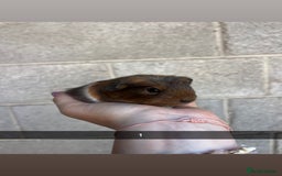 Guinea Pig rodents for sale: Lovely guinea pigs looking for their new homes!  - Image 3