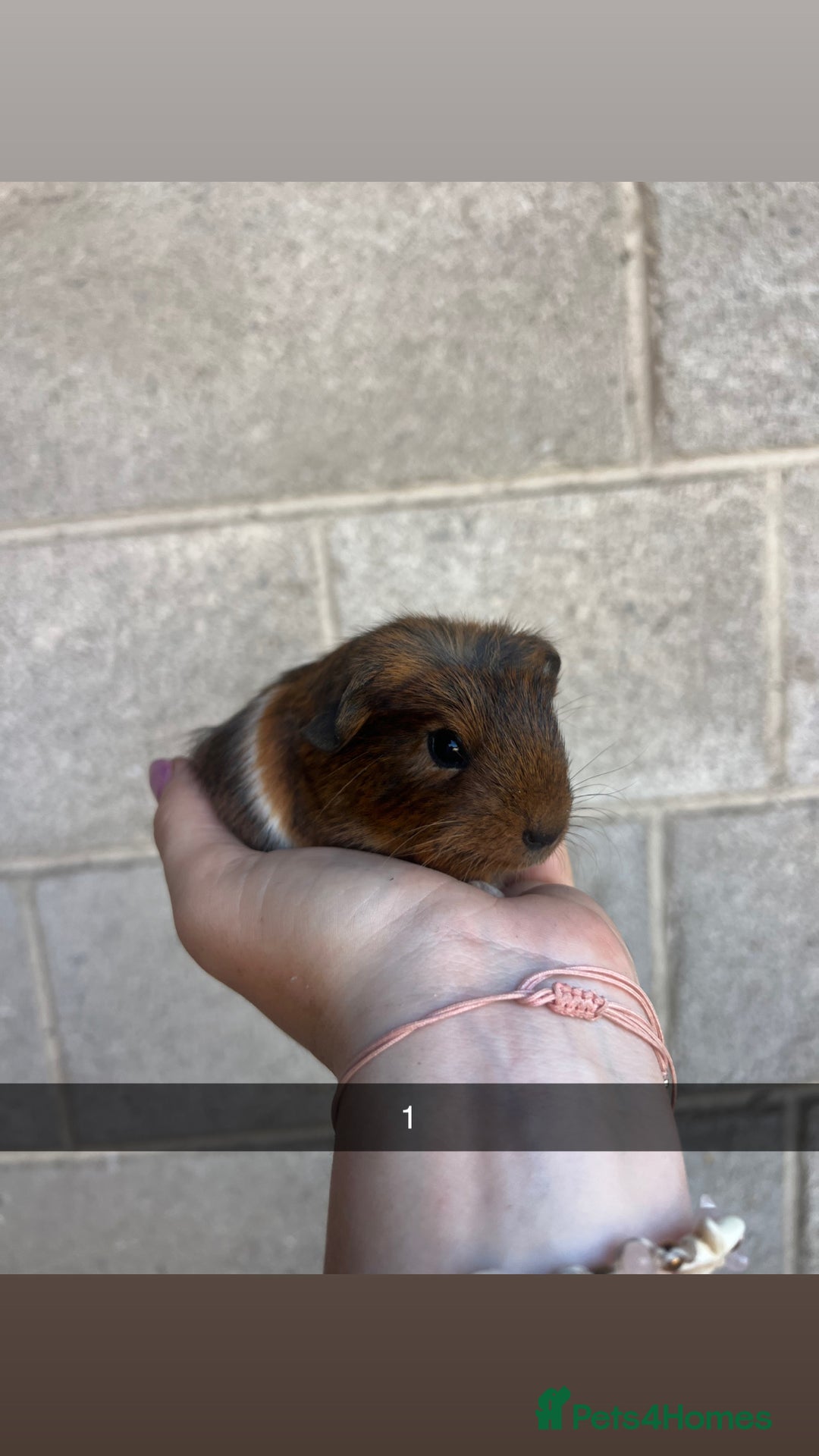 Guinea Pig rodents for sale: Lovely guinea pigs looking for their new homes!  - Image 3