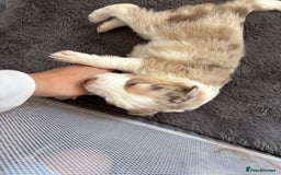 Border Collie dogs for sale: Only one girl left. - Image 12