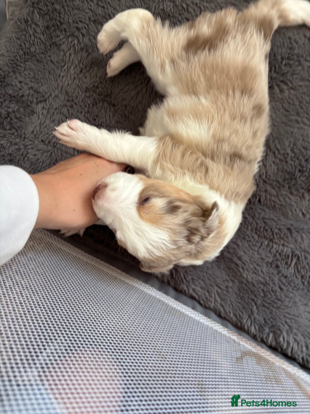 Border Collie dogs for sale: Only one girl left. - Image 12