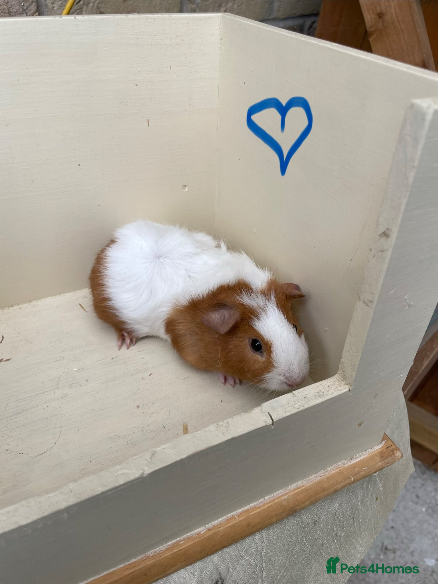 Guinea Pig rodents Baby Guinea pig boars available now - Advert 1
