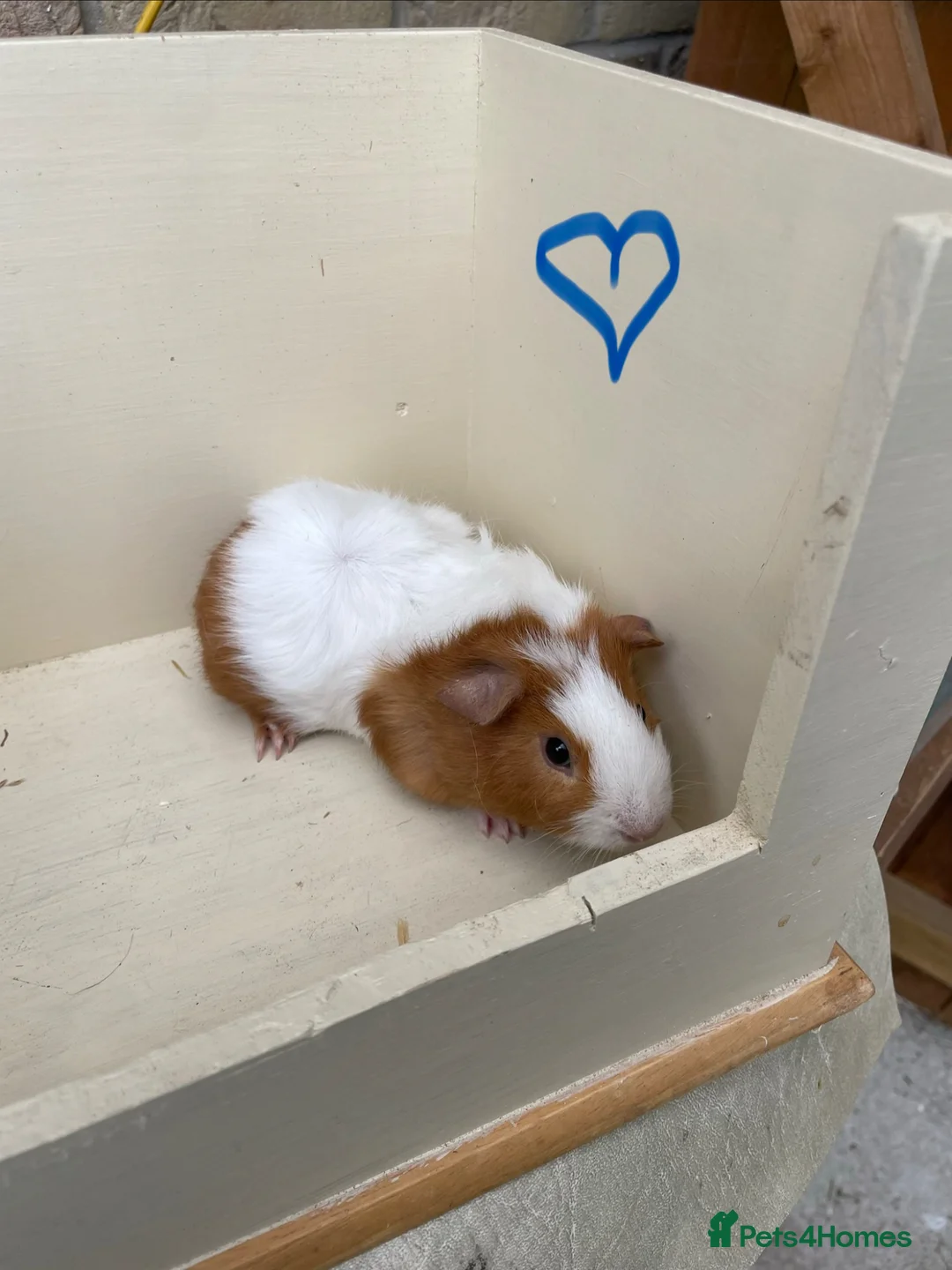 Guinea Pig rodents for sale: Baby Guinea pig boars available now - Advert 4