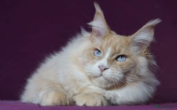 Maine Coon cats for stud: Maine coon boy for stud - Image 3