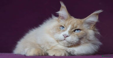 Maine Coon cats - Advert 9