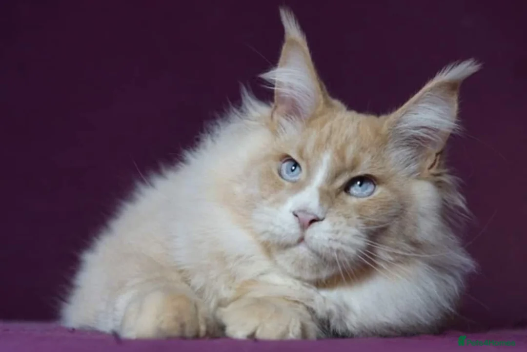 Maine Coon cats for stud: Maine coon boy for stud - Advert 3