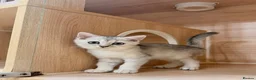 British Shorthair cats for sale: Friendly Silver/White British Shorthair Kitten - Advert 2