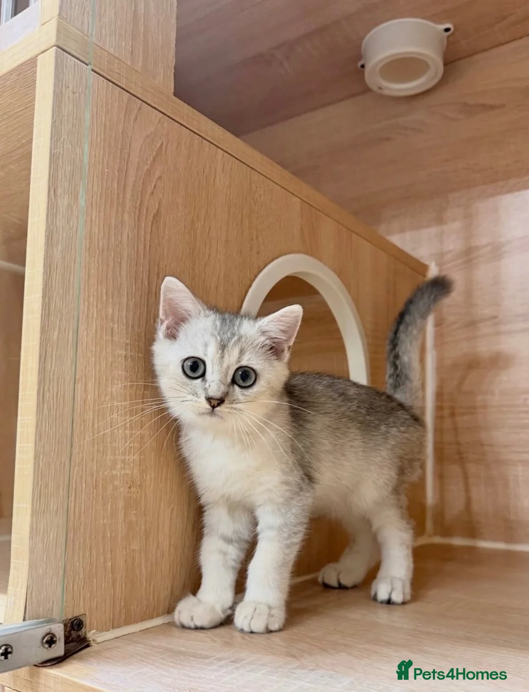 British Shorthair cats for sale: Friendly Silver/White British Shorthair Kitten - Advert 2