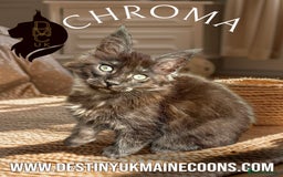 Maine Coon cats for sale: Full Pedigree Maine Coon Kittens - Image 2