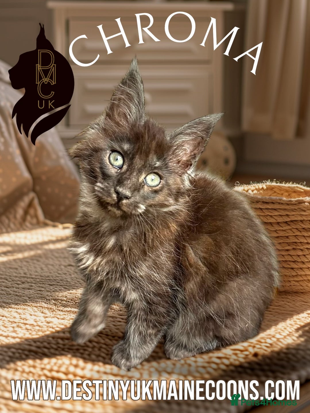 Maine Coon cats for sale: Full Pedigree Maine Coon Kittens - Image 2