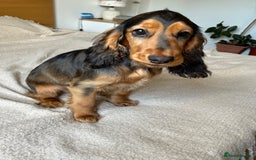 Cocker Spaniel dogs for sale: Outstanding Show Cocker Spaniel DNA Tested - Advert 9