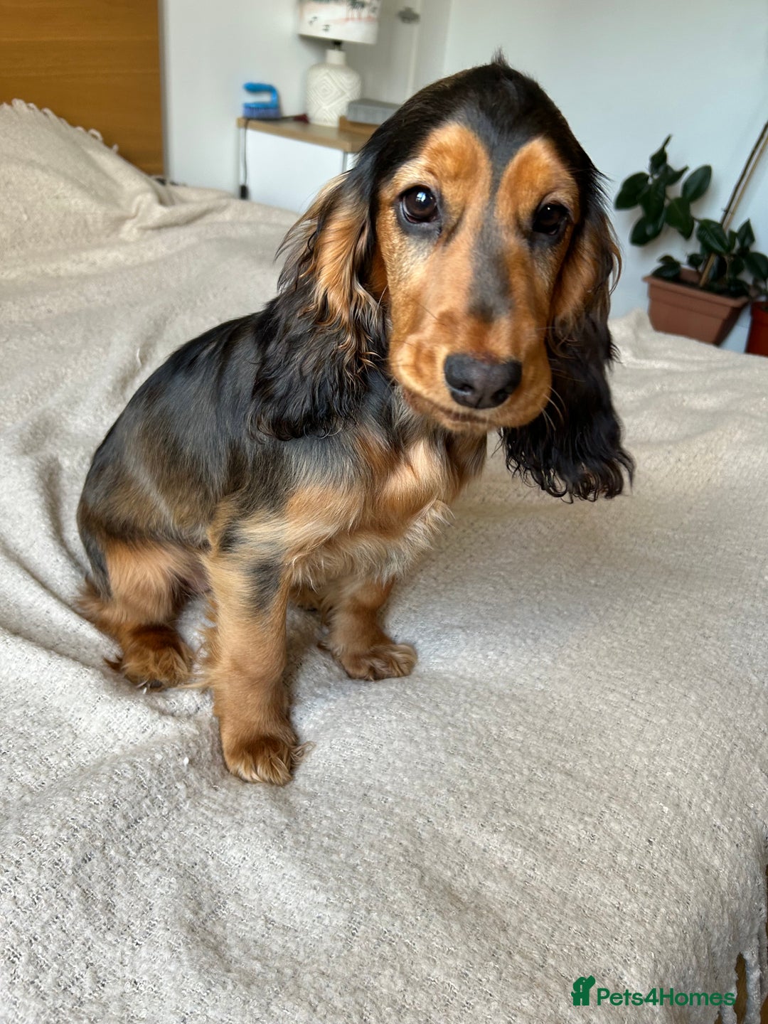 Cocker Spaniel dogs for sale: Outstanding Show Cocker Spaniel DNA Tested - Advert 9