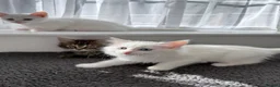 Turkish Angora cats for sale: Cute Turkish Angora x British Shorthair Kitten - Advert 2