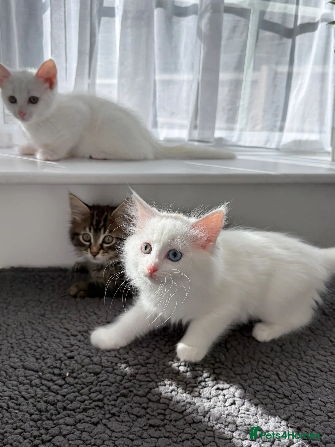 Turkish Angora cats for sale: Cute Turkish Angora x British Shorthair Kitten - Advert 2