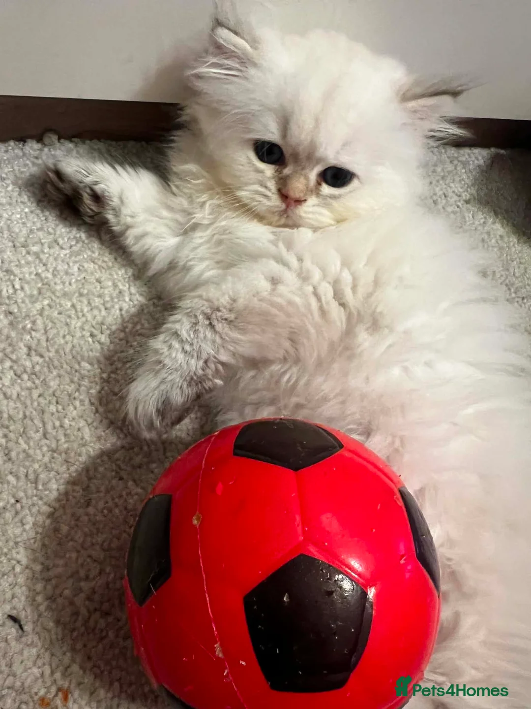 British Longhair cats for sale: British longhair in London - Advert 6