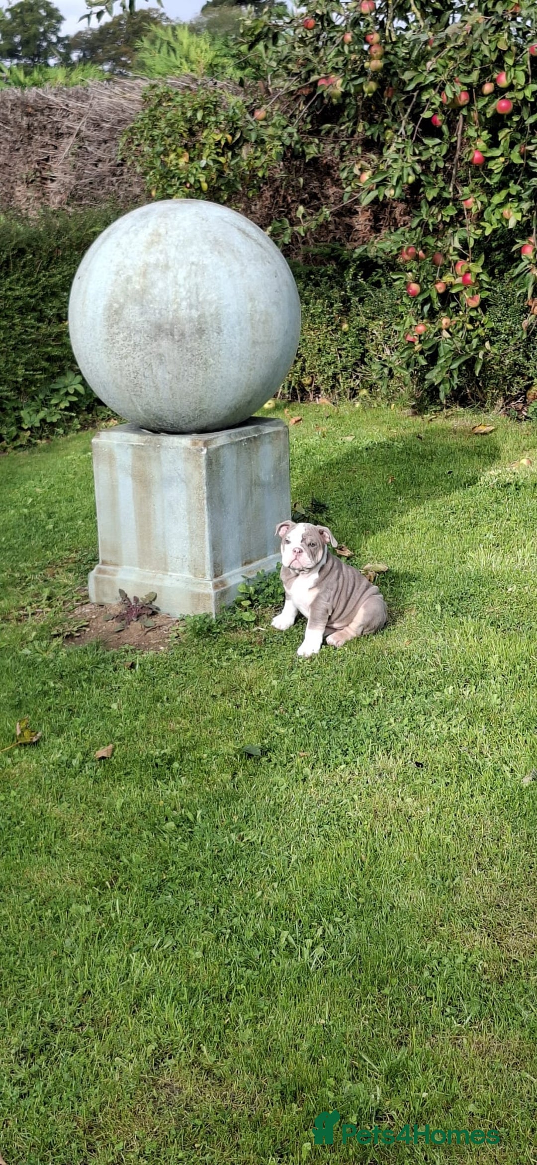 English Bulldog dogs for sale: 4 Month old, British Bulldog - Image 4