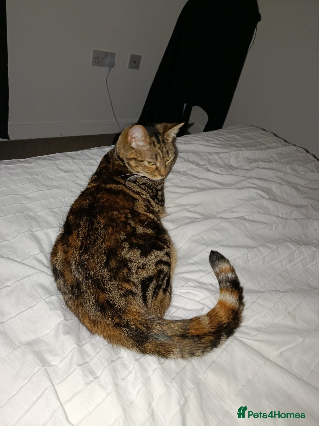 Mixed Breed cats for sale: Lovely Bonded pair (M+F) - must stay together - Advert 8