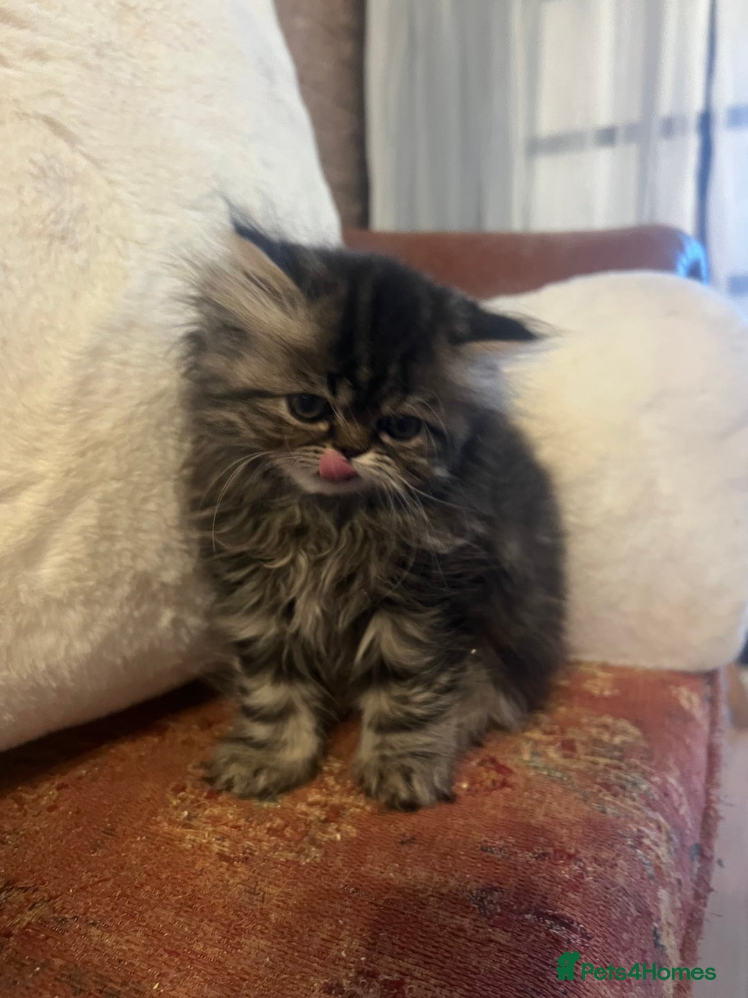 Persian cats for sale: One gorgeous girl left  - Advert 4