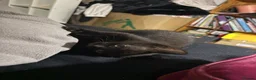 Mixed Breed cats for sale: 5 black long hair kittens  - Advert 6