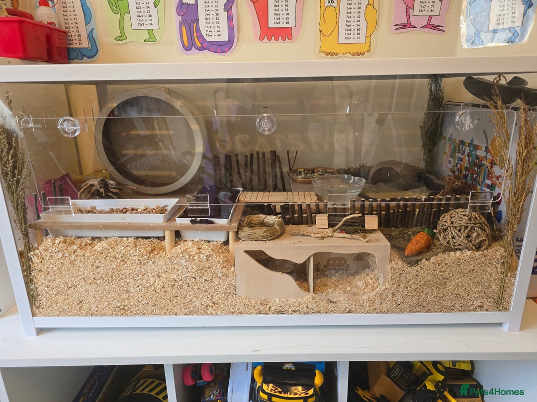 Hamster rodents for sale: Syrian Hamster - Image 6