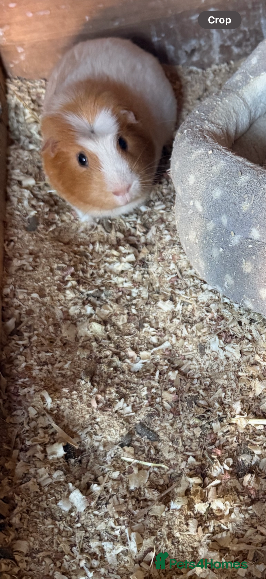 Guinea Pig rodents for sale: Guinea pig - Advert 1