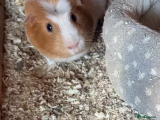 Guinea Pig rodents Guinea pig - Advert 12